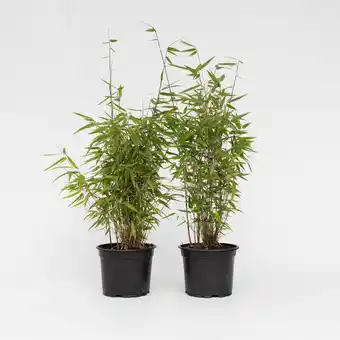 Netto Marken-Discount Plant in a Box - Bambus - 4 Stk - Fargesia nitida 'Red Dragon' - Höhe 60-80cm - Topf 17cm Angebot