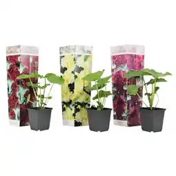 Netto Marken-Discount Plant in a Box - Stockrose - 3 Stk - Alcea rosea - Höhe 25-40cm - Topf 9cm Angebot