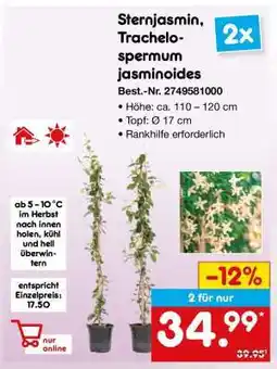 Netto Marken-Discount Sternjasmin, Trachelospermum jasminoides Angebot