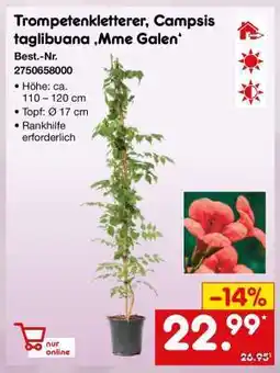 Netto Marken-Discount Trompetenkletterer, Campsis taglibuana 'Mme Galen' Angebot