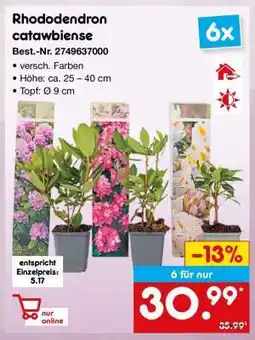 Netto Marken-Discount Rhododendron catawbiense Angebot