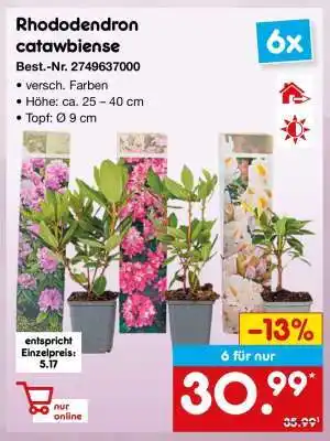 Netto Marken-Discount Rhododendron catawbiense Angebot