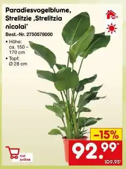 Netto Marken-Discount Paradiesvogelblume, Strelitzie ‚Strelitzia nicolai‘ Angebot