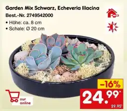 Netto Marken-Discount Garden Mix Schwarz, Echeveria lilacina Angebot