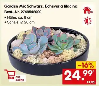 Netto Marken-Discount Garden Mix Schwarz, Echeveria lilacina Angebot