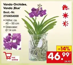 Netto Marken-Discount Vanda-Orchidee, Vanda ‚Blue‘ Angebot