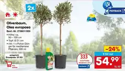 Netto Marken-Discount Olivenbaum, Olea europaea Angebot
