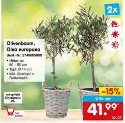 Netto Marken-Discount Olivenbaum, Olea europaea Angebot