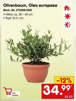 Netto Marken-Discount Olivenbaum, Olea europaea Angebot