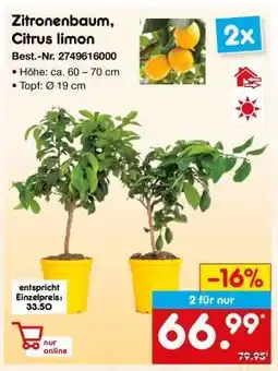 Netto Marken-Discount Zitronenbaum, Citrus limon Angebot