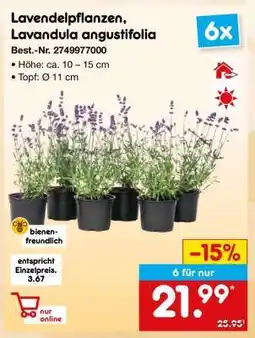 Netto Marken-Discount Lavendelpflanzen, Lavandula angustifolia Angebot