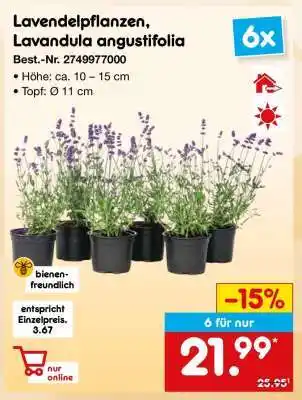 Netto Marken-Discount Lavendelpflanzen, Lavandula angustifolia Angebot
