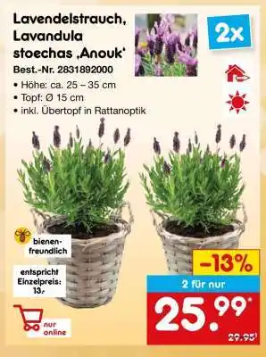 Netto Marken-Discount Lavendelstrauch, Lavandula stoechas 'Anouk' Angebot
