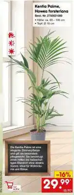 Netto Marken-Discount Kentia Palme, Howea forsteriana Angebot