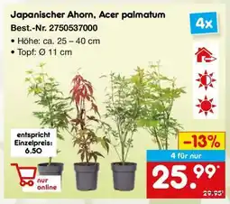 Netto Marken-Discount Japanischer Ahorn, Acer palmatum Angebot
