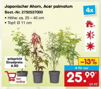 Netto Marken-Discount Japanischer Ahorn, Acer palmatum Angebot