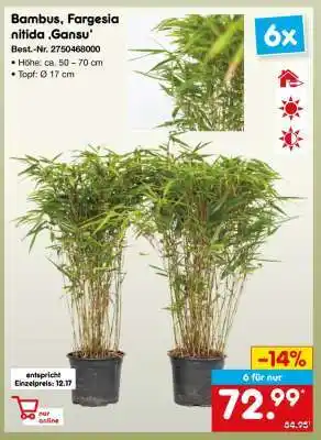 Netto Marken-Discount Bambus, Fargesia nitida ‚Gansu‘ Angebot