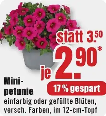 B1 Discount Baumarkt Minipetunie Angebot