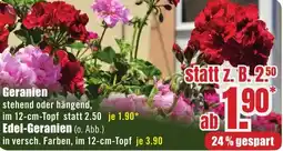 B1 Discount Baumarkt Geranien Angebot