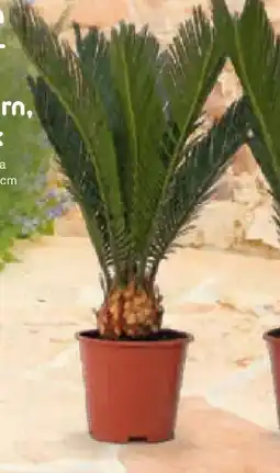 Netto Marken-Discount Plant in a Box Sagopalmfarn Angebot
