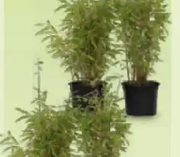 Netto Marken-Discount Plant in a Box – Bambus Angebot