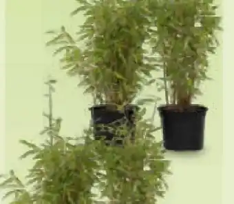 Netto Marken-Discount Plant in a Box – Bambus Angebot