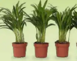 Netto Marken-Discount Plant in a Box – Goldfruchtpalme Angebot