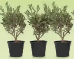 Netto Marken-Discount Plant in a Box Olivenstrauch Angebot