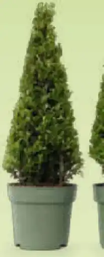 Netto Marken-Discount Plant in a Box Japanische Stechpalme Angebot