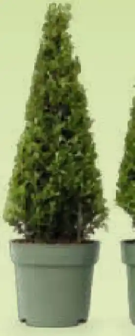 Netto Marken-Discount Plant in a Box Japanische Stechpalme Angebot