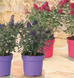 Netto Marken-Discount Plant in a Box Schmetterlingsfliedern Angebot