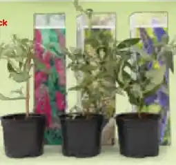Netto Marken-Discount Plant in a Box Japanische Rose Angebot