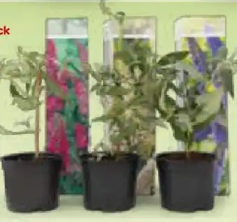 Netto Marken-Discount Plant in a Box Japanische Rose Angebot