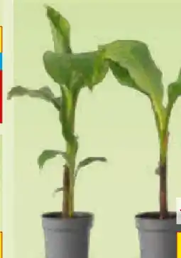 Netto Marken-Discount Plant in a Box – Bananenpflanze Angebot