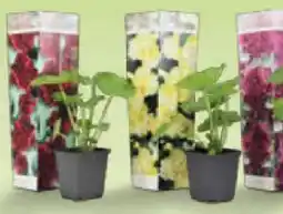 Netto Marken-Discount Plant in a Box – Stockrose Angebot