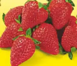 Netto Marken-Discount Heimat Erdbeeren Angebot