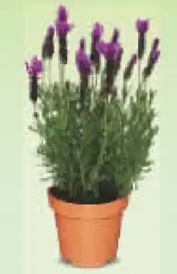 Netto Marken-Discount Viva Lavendula Angebot