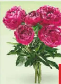 Netto Marken-Discount Pfingstrosenstrauß Angebot