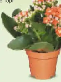 Netto Marken-Discount Kalanchoe Angebot
