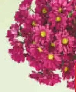 Netto Marken-Discount Chrysanthemen Strauß Angebot