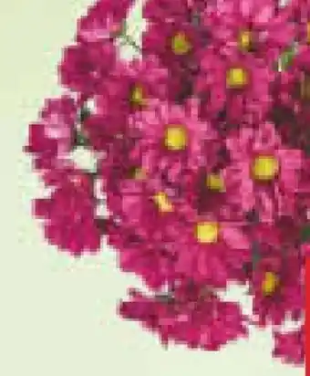 Netto Marken-Discount Chrysanthemen Strauß Angebot
