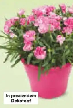 Netto Marken-Discount Nelken Angebot