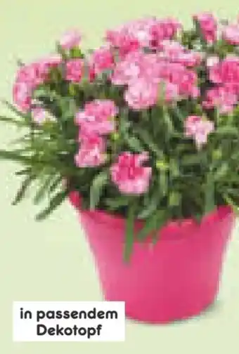 Netto Marken-Discount Nelken Angebot