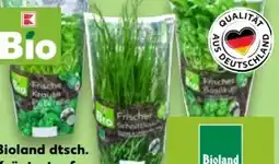 Kaufland Kräutertopf Angebot
