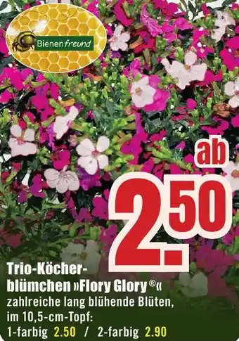 B1 Discount Baumarkt Trio-Köcherblümchen Flory Glory Angebot