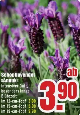 B1 Discount Baumarkt Schopflavendel Anouk Angebot