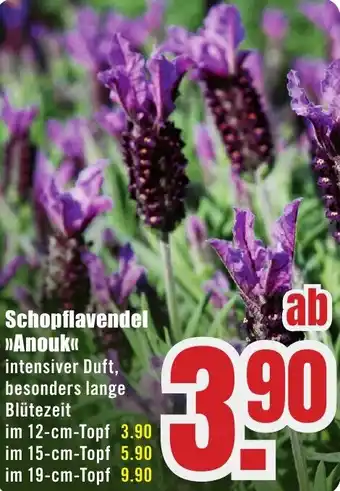B1 Discount Baumarkt Schopflavendel Anouk Angebot