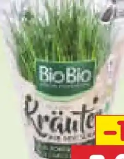 Netto Marken-Discount BioBio Bio-Kräutertöpfe Angebot