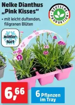 Thomas Philipps Nelke Dianthus ,,Pink Kisses" Angebot