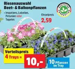 Thomas Philipps Riesenauswahl Beet- & Balkonpflanzen Angebot